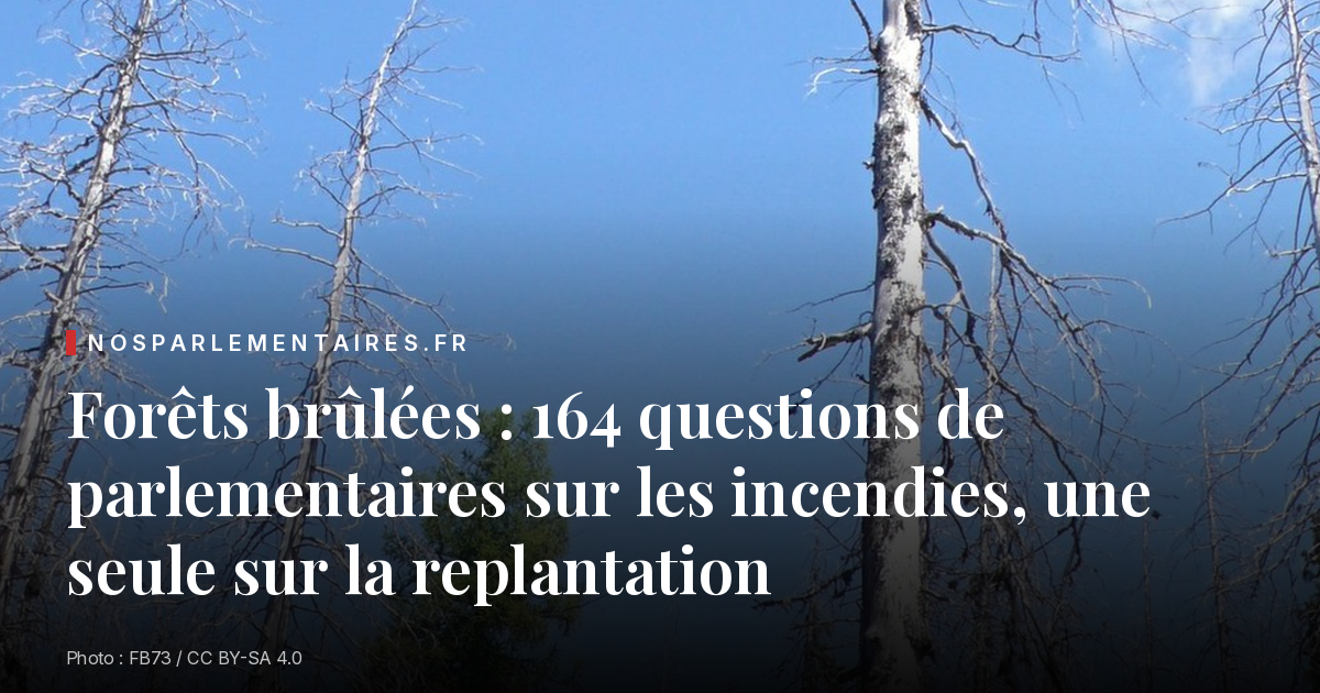 Forêts brûlées : 164 questions de parlementaires sur les incendies, une seule sur la replantation