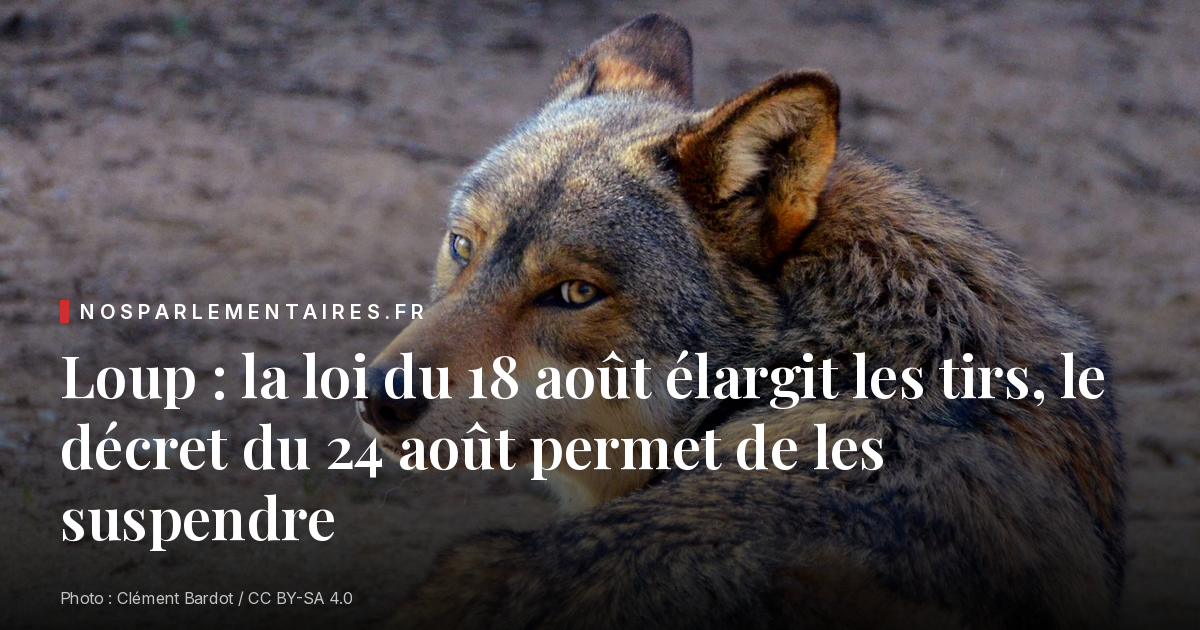 Loup : la loi du 18 août élargit les tirs, le décret du 24 août permet de les suspendre